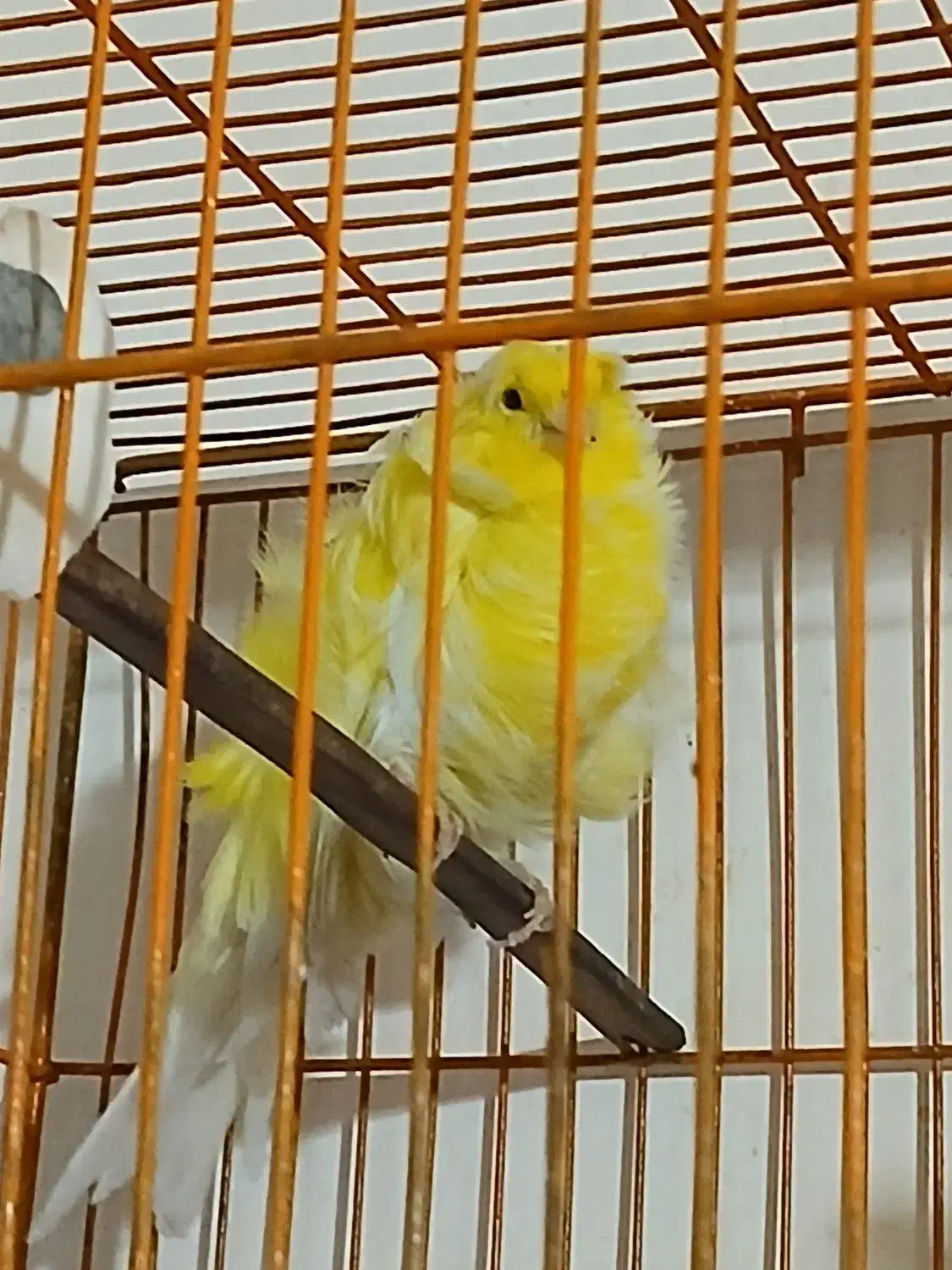 قناری نر فر آجی|پرنده|سمنان, |دیوار