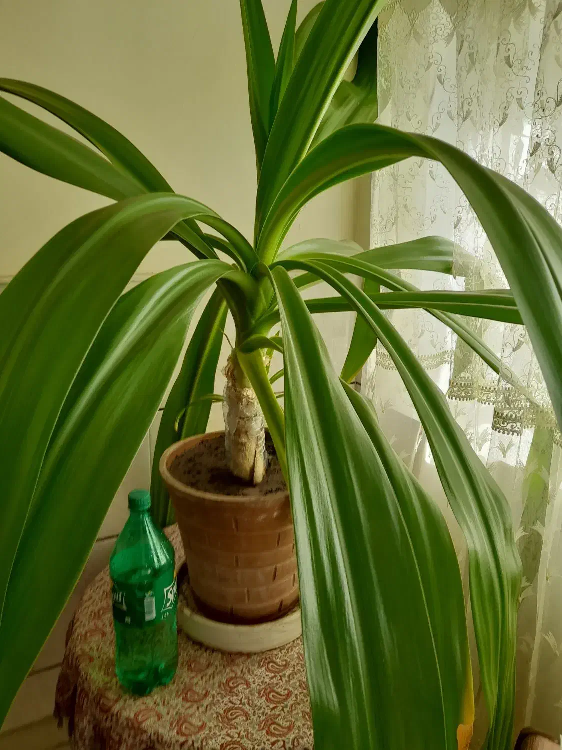 گل موزی بزرگ|گل و گیاه طبیعی|رفسنجان, |دیوار