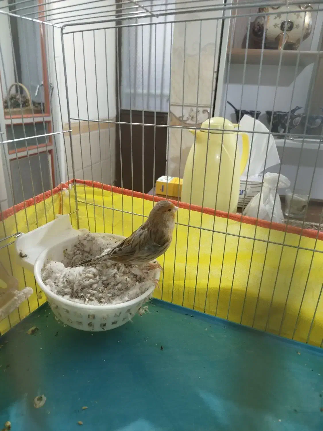 چهار عدد قناری ماده اماده|پرنده|کرمان, |دیوار