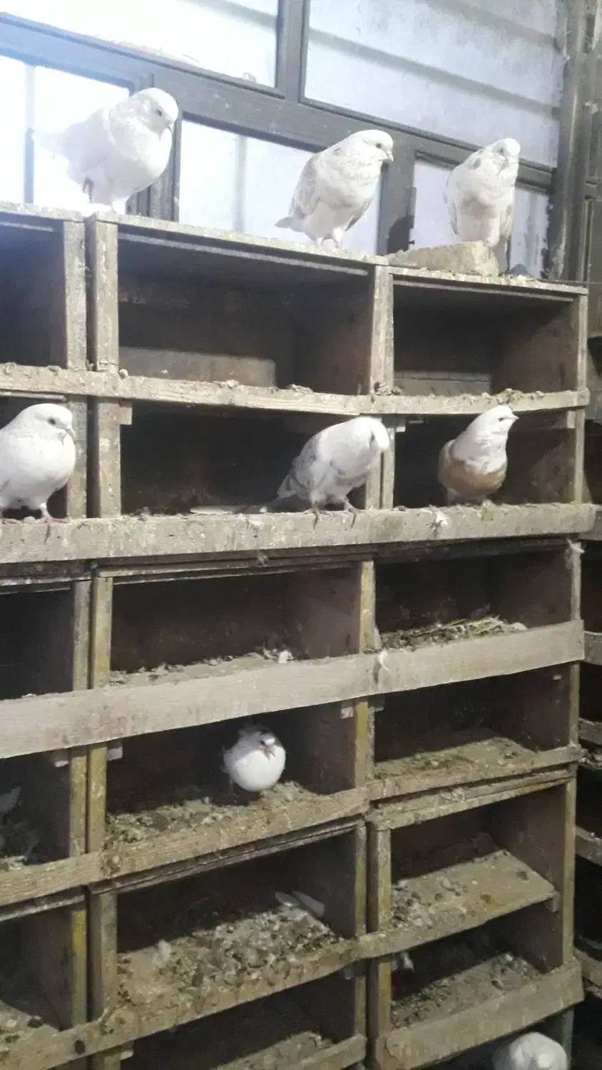 21جفت|پرنده|نیر (اردبیل), |دیوار