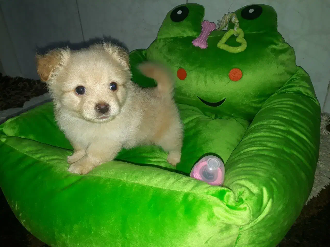 توله پامر روباهی و شیتزو سوپر|سگ|مشهد, شهید بصیر|دیوار