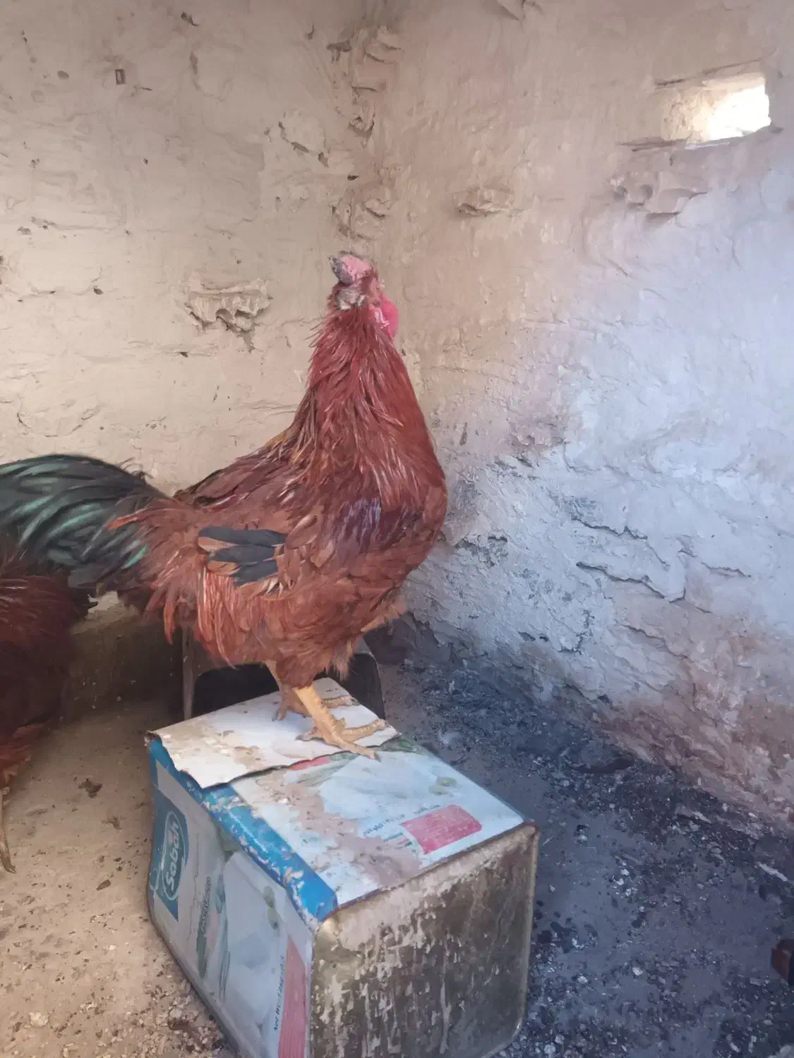 دوتا خروس محلی جوان|حیوانات مزرعه|طرقبه, |دیوار