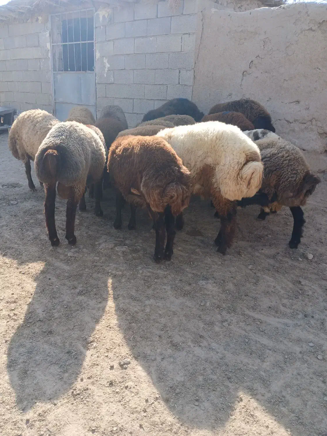 بره نر|حیوانات مزرعه|مراوه, |دیوار