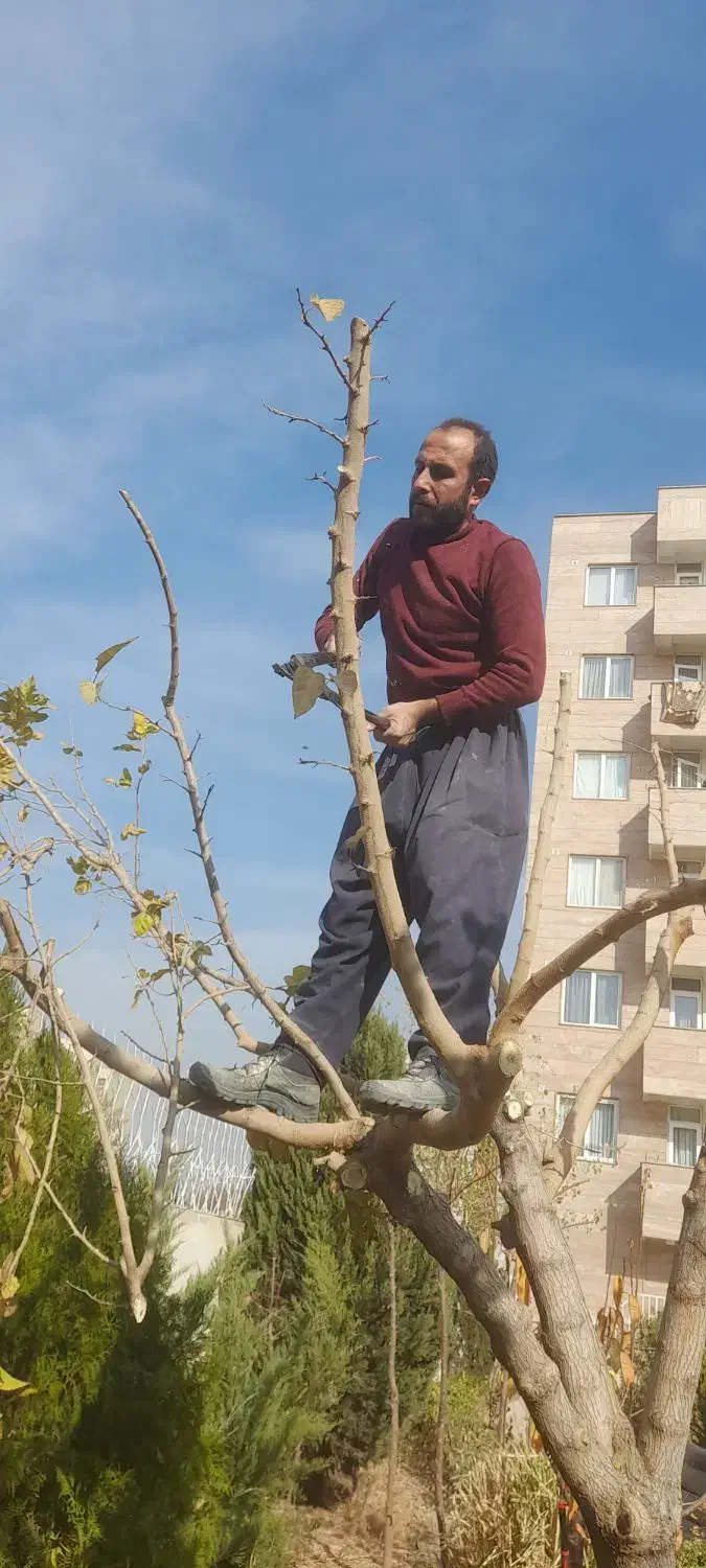 هرس و بیل زنی|خدمات باغبانی و درختکاری|فردیس, شهرک شهید حسینی|دیوار