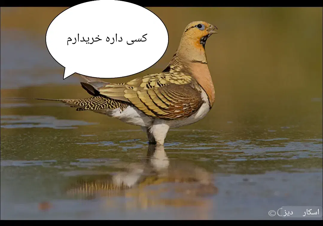 بلدر چین منیاتوری|حیوانات مزرعه|اهواز, سلیم آباد(سه راه خرمشهر)|دیوار