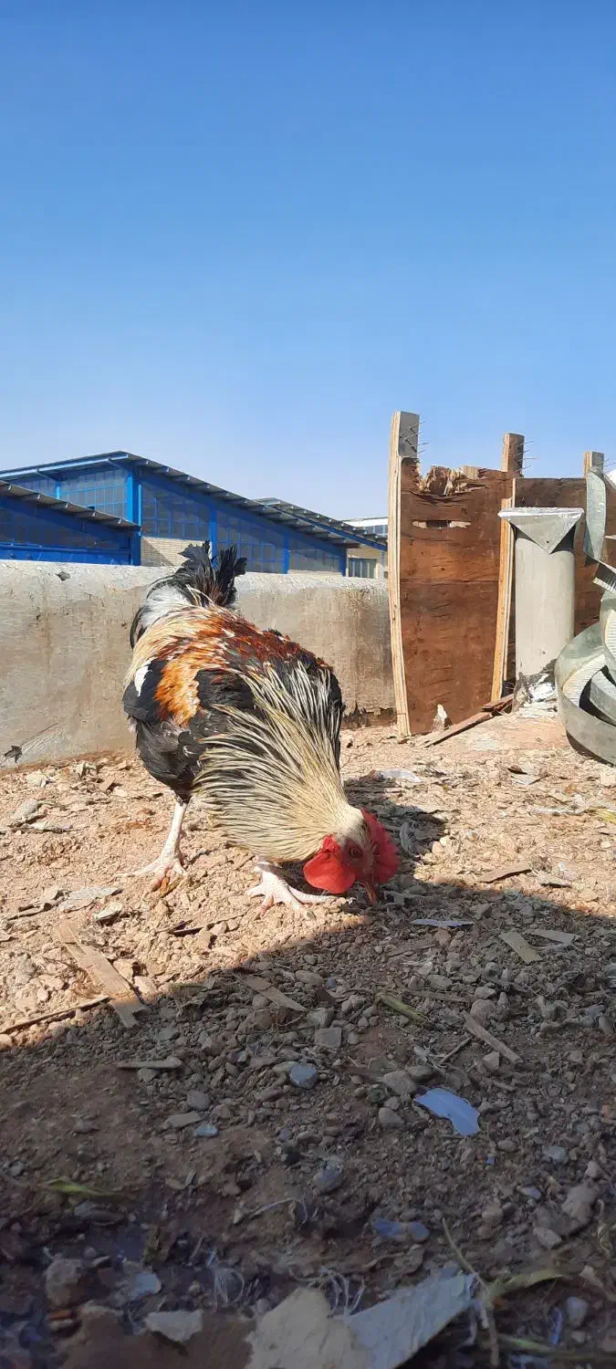 فروش خروس محلی و گلین|حیوانات مزرعه|شاهین‌شهر, مورچه خورت|دیوار