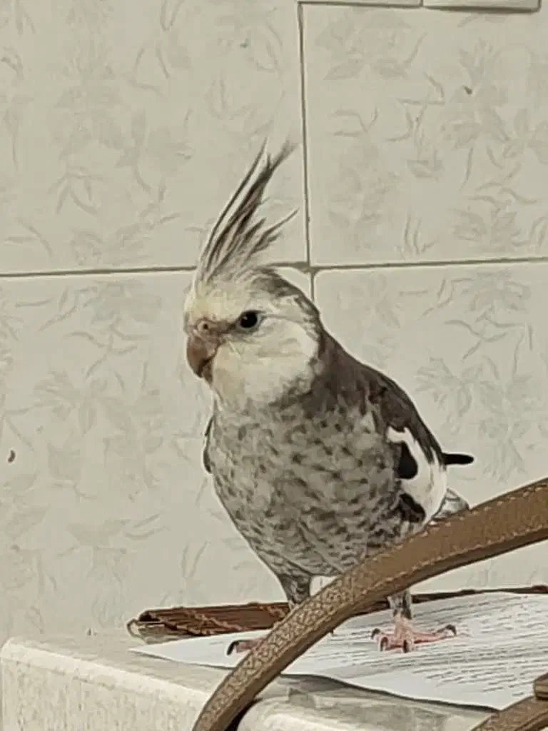 عروس هلندی دستی|حیوانات|شیراز, کوشک میدان|دیوار