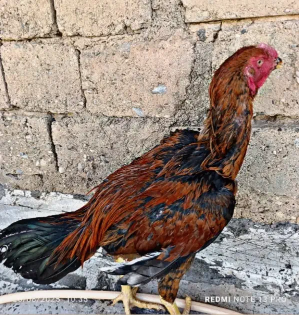 خروس لاری و مرغ و جوجه لاری|حیوانات مزرعه|کرمانشاه, |دیوار