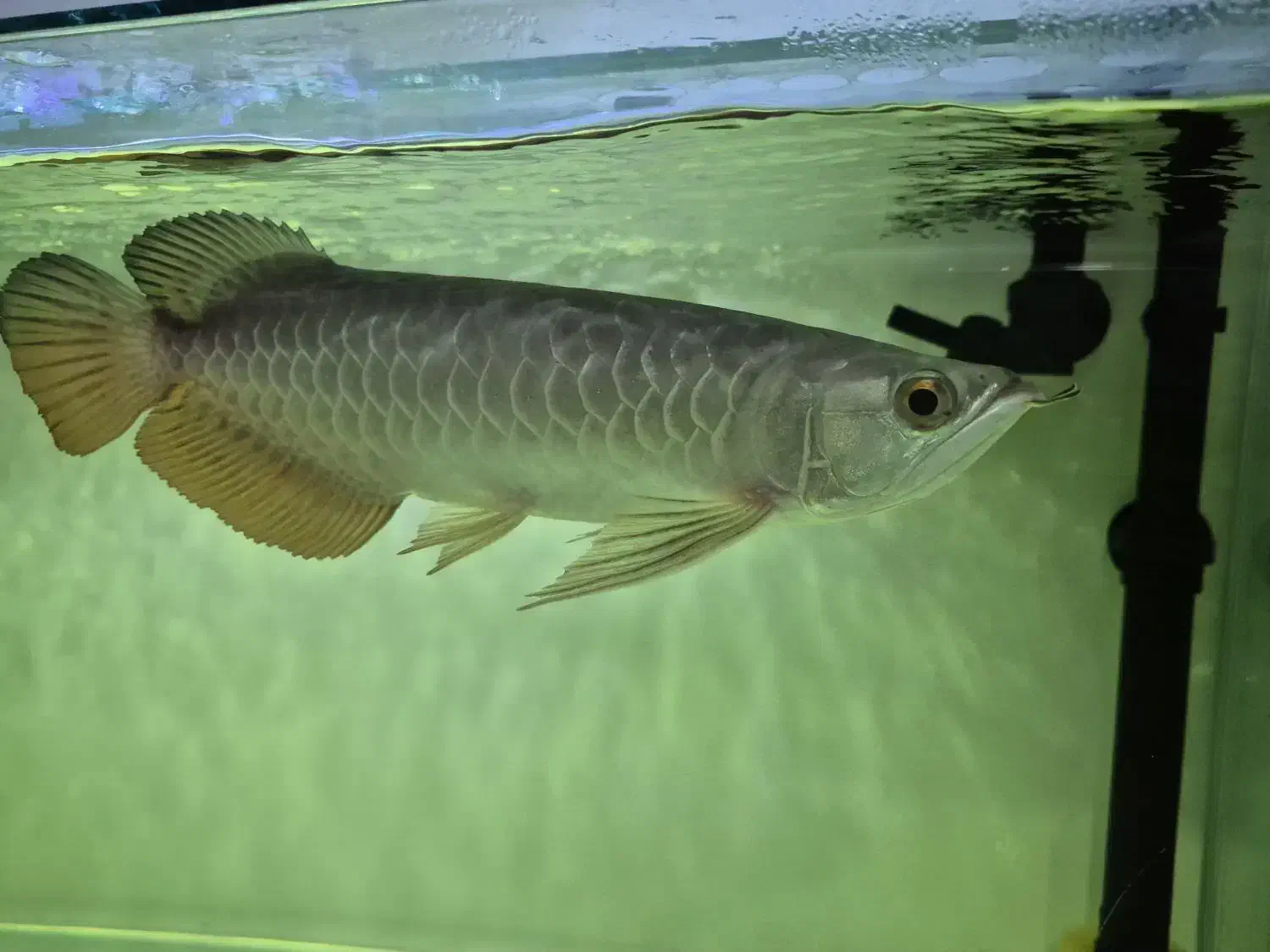 آروانا گلدن ردتیل|ماهی|کهریزک, |دیوار