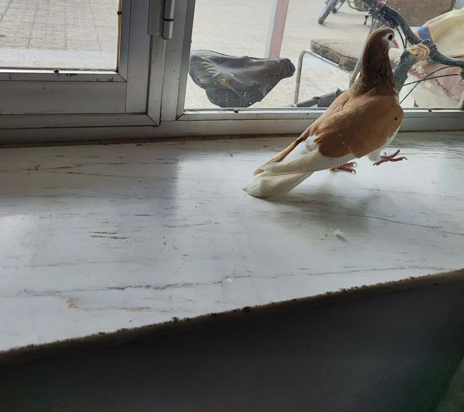 کبوتر چپ زرد خال مشکی نر|پرنده|مبارکه, |دیوار