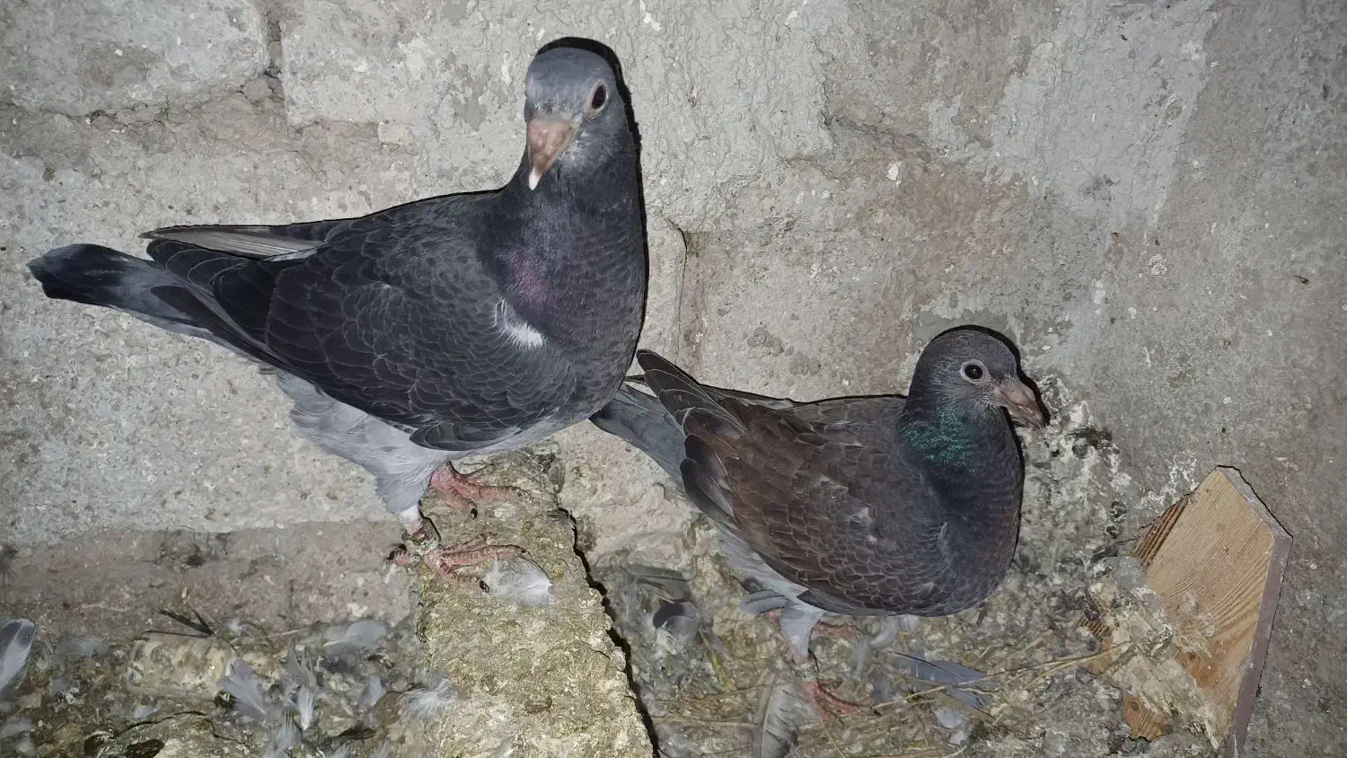 کبوتر دوبر وطوقی کمری|پرنده|اردبیل, |دیوار