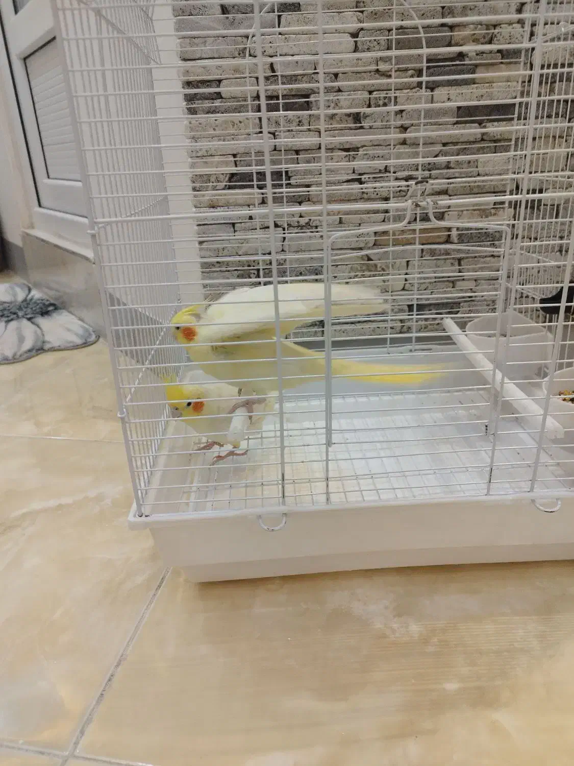 دو عدد عروس هلندی|پرنده|بندرعباس, |دیوار