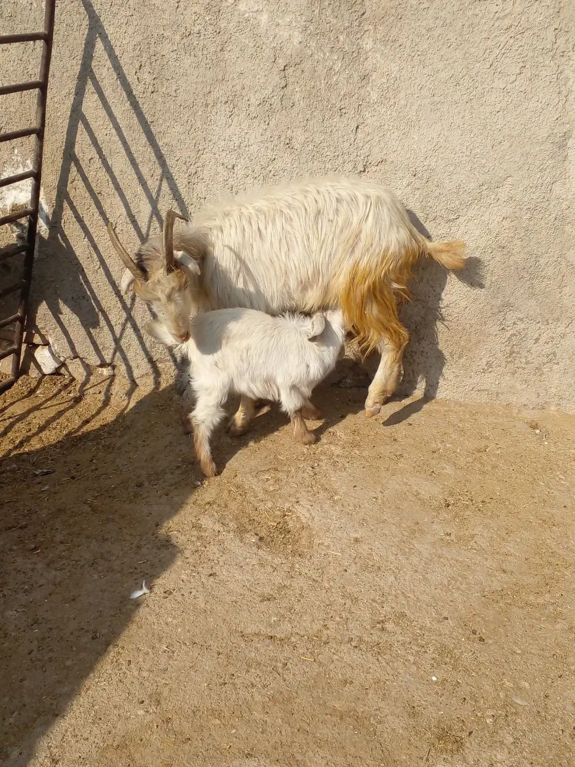 بز کهره|حیوانات مزرعه|کازرون, |دیوار