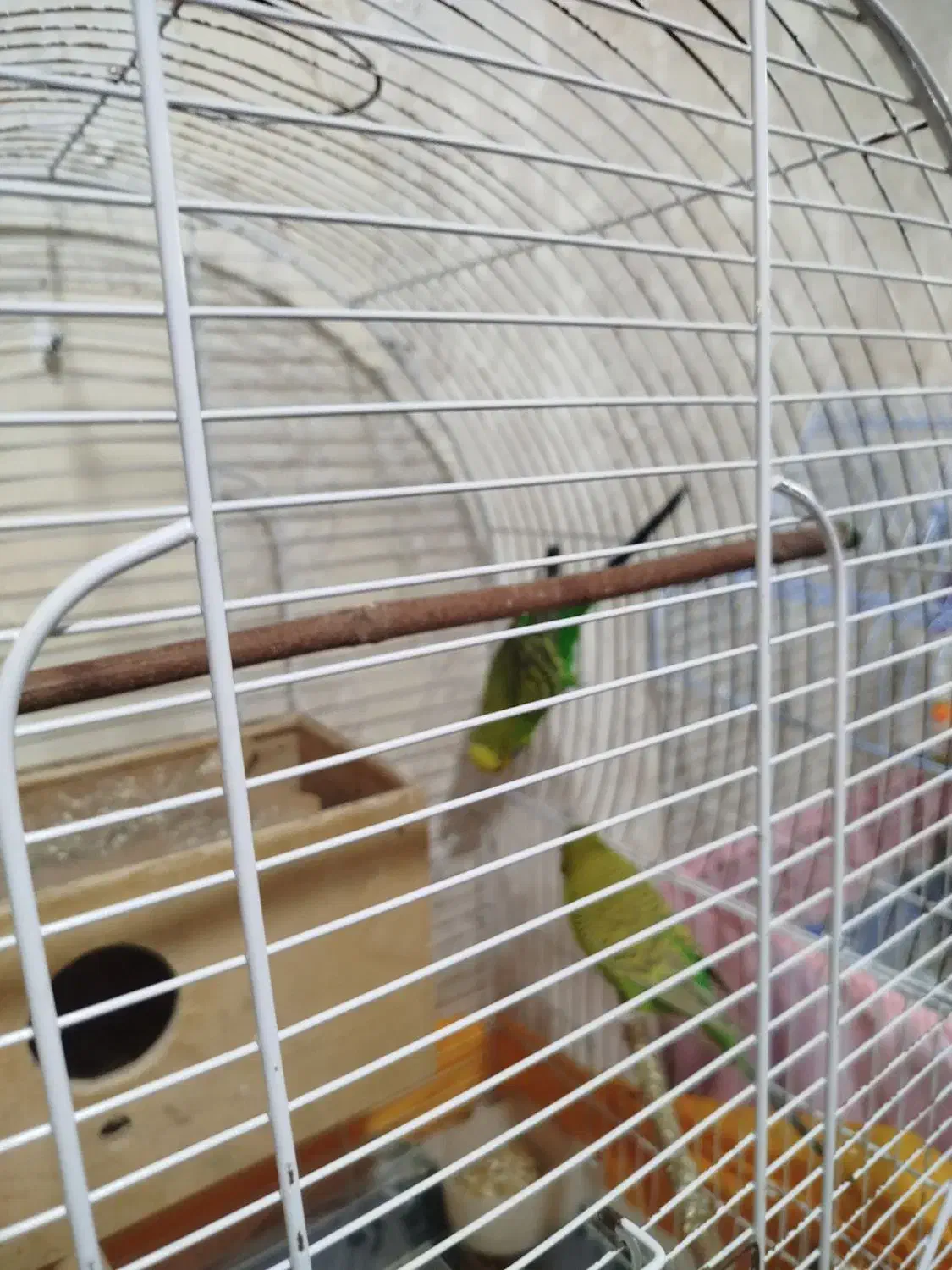 پرنده مرغ عشق|پرنده|چهاردانگه (تهران), |دیوار