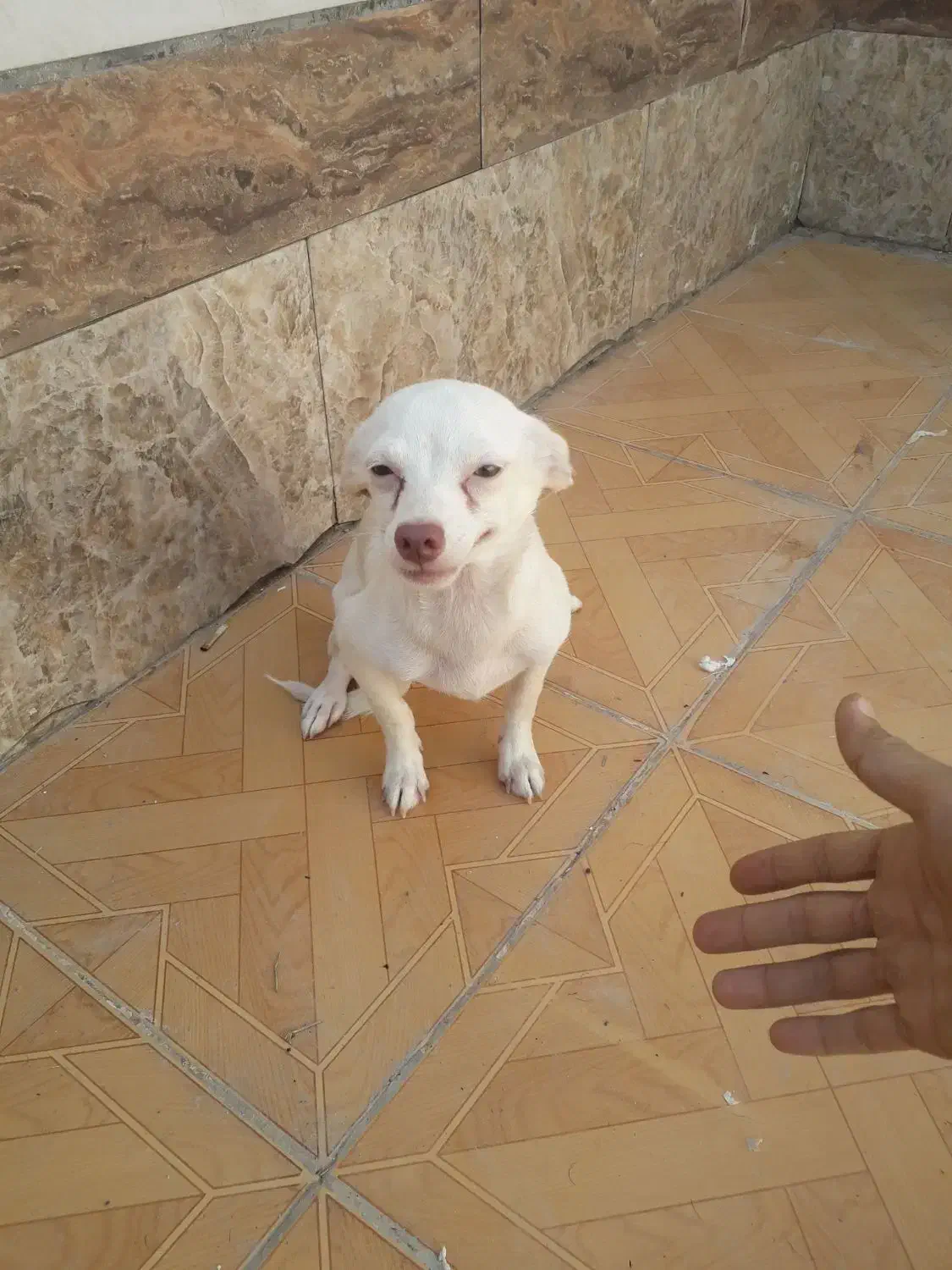 یک عدد سگ ماده یک ساله شی واوا|سگ|خرمشهر, |دیوار