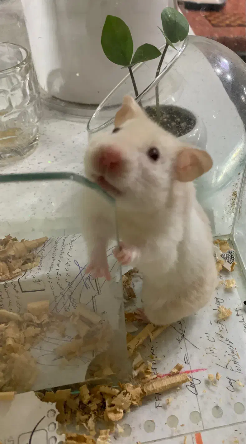 همستر بازیگوش|موش و خرگوش|بوشهر, |دیوار