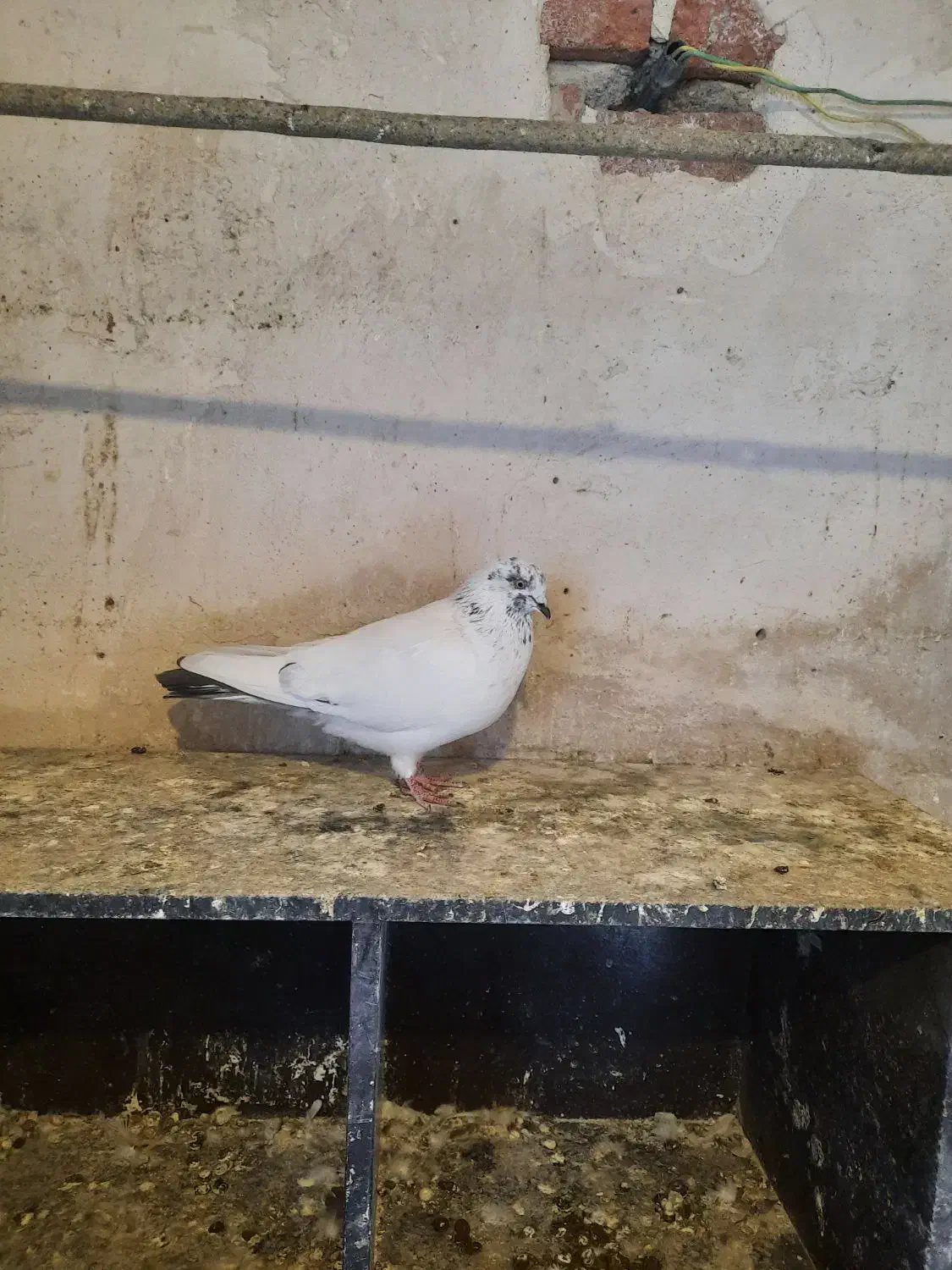 گمشده|پرنده|اردبیل, |دیوار