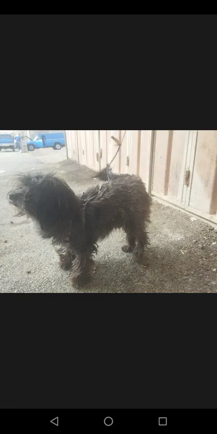 سگ از نژاد پاکوتاه|سگ|خرمآباد, |دیوار