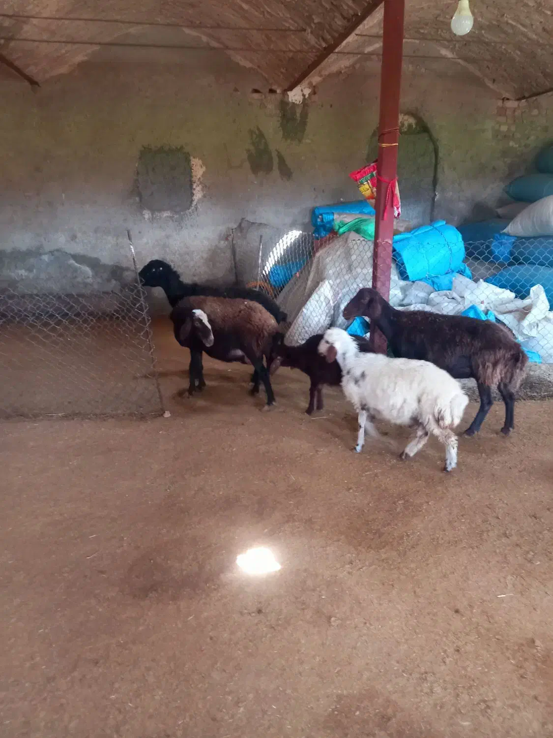 میش بره|حیوانات مزرعه|کنگاور, |دیوار