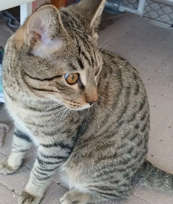 واگذاری گربه DSH|گربه|اراک, |دیوار