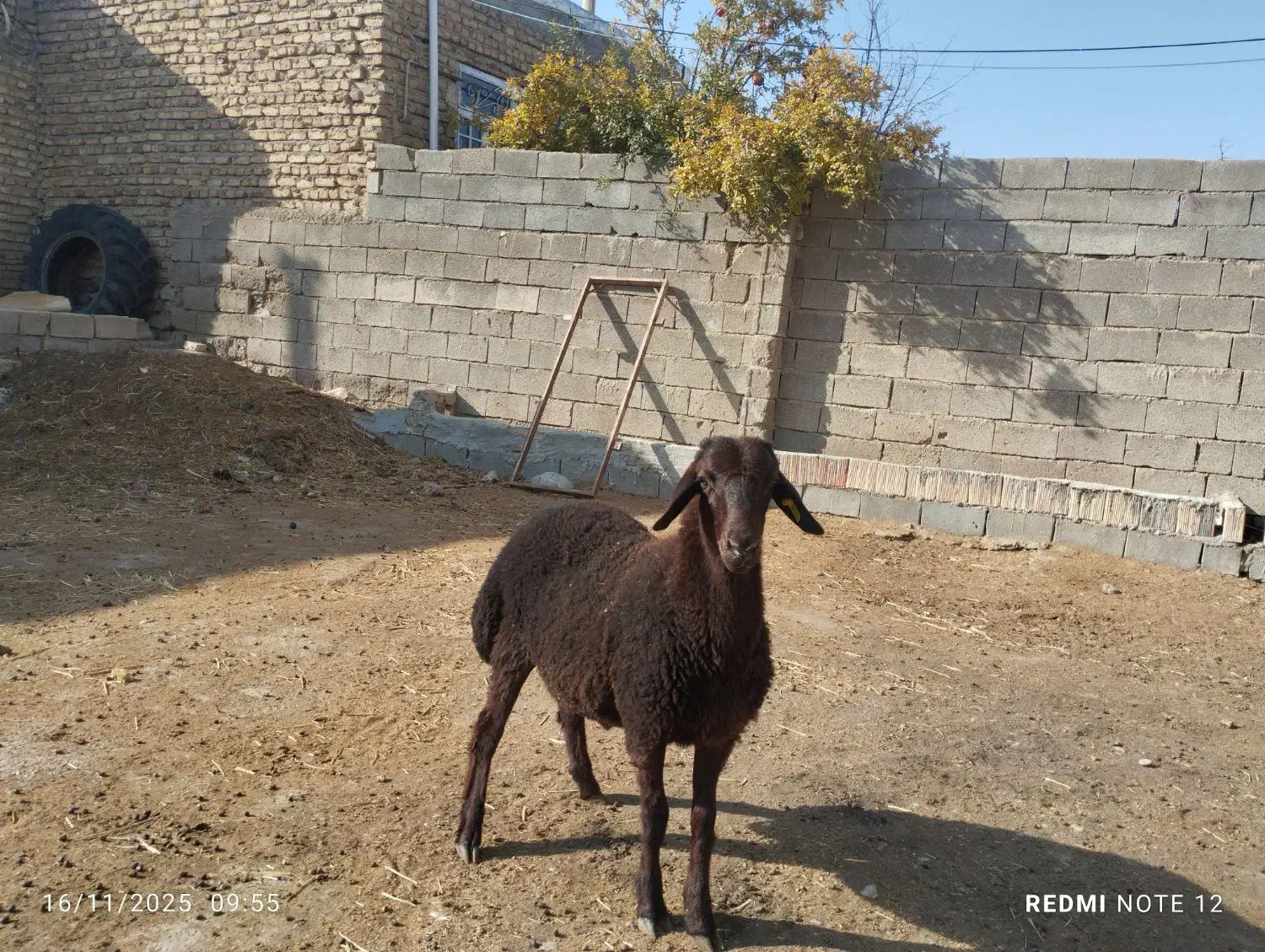 «بره قوچ همو»|حیوانات مزرعه|بجنورد, |دیوار