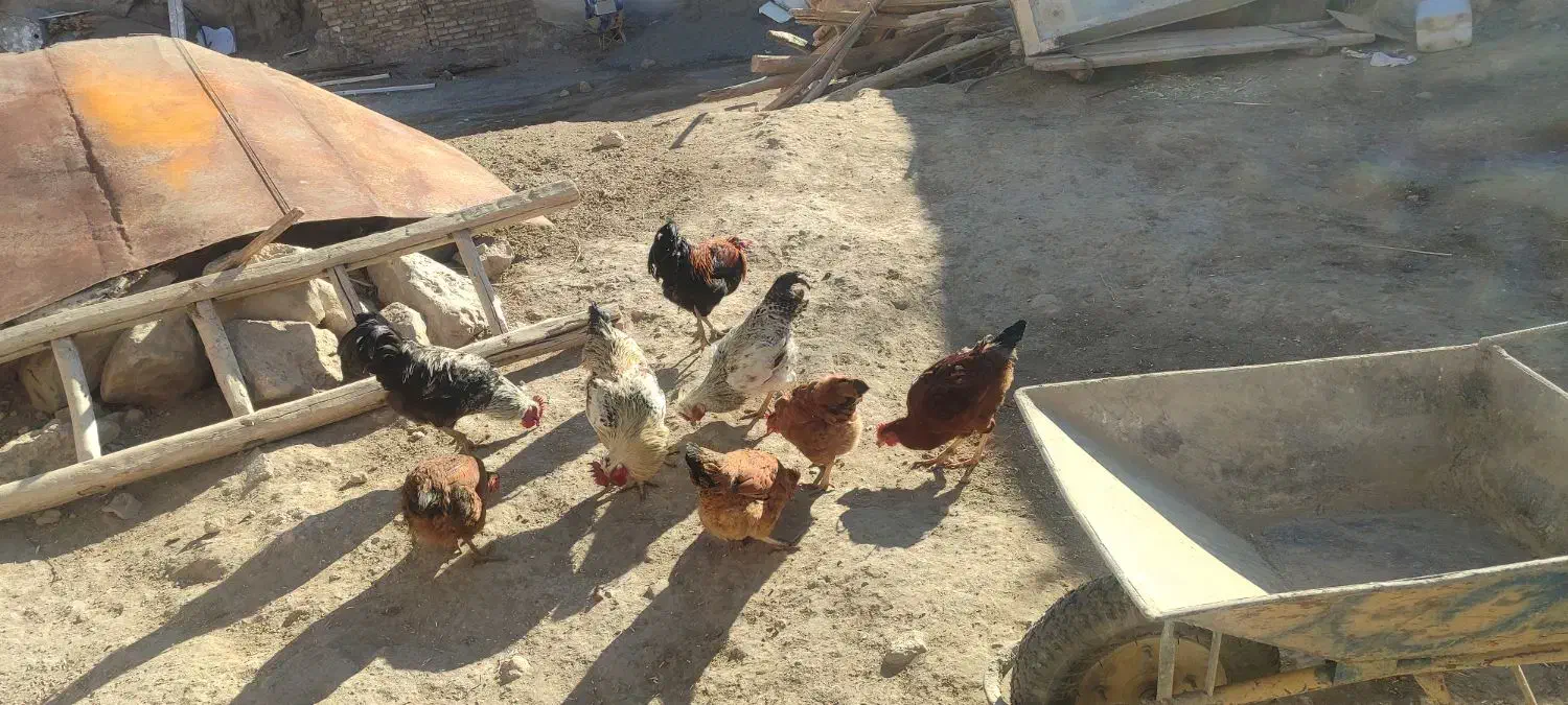 خروس|حیوانات مزرعه|کلیائی, |دیوار