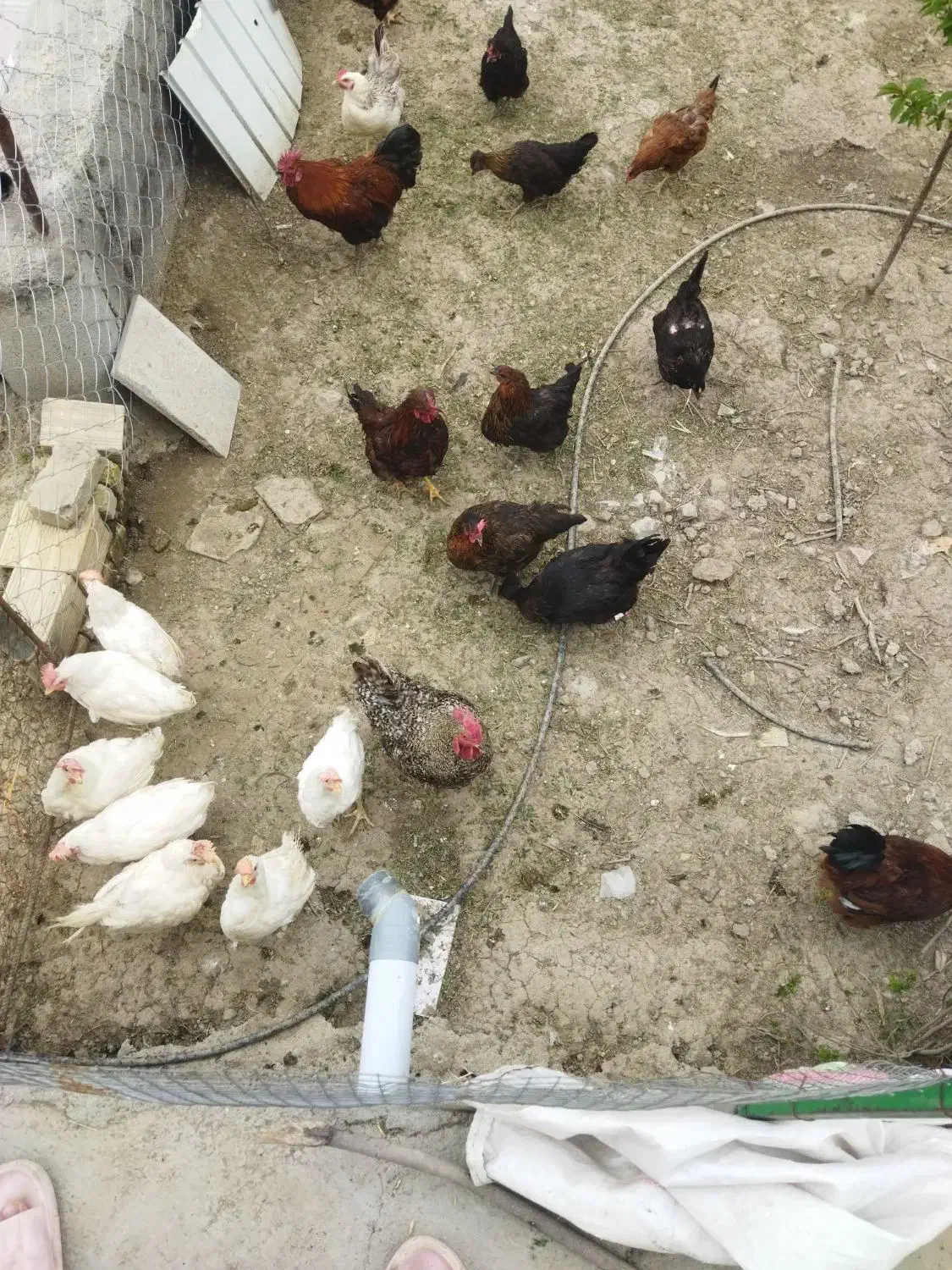 خروس|حیوانات مزرعه|دینور, |دیوار