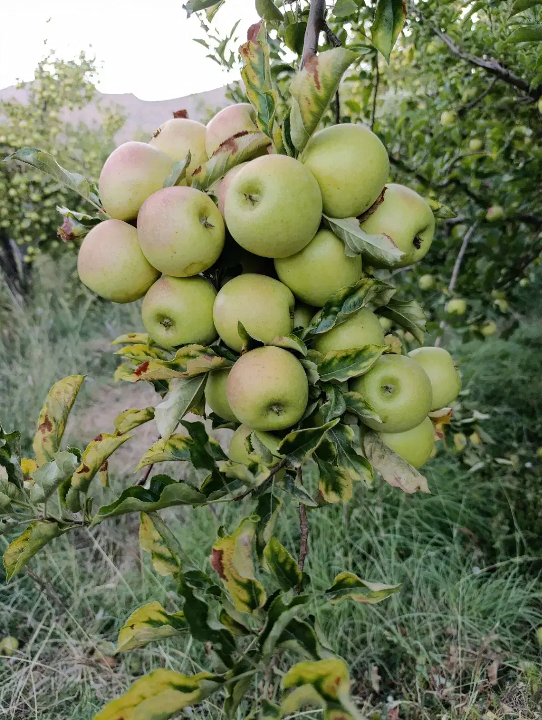 فروش 7000هزار متر باغ ثمری|فروش دفتر صنعتی، کشاورزی، تجاری|سپیدان, |دیوار