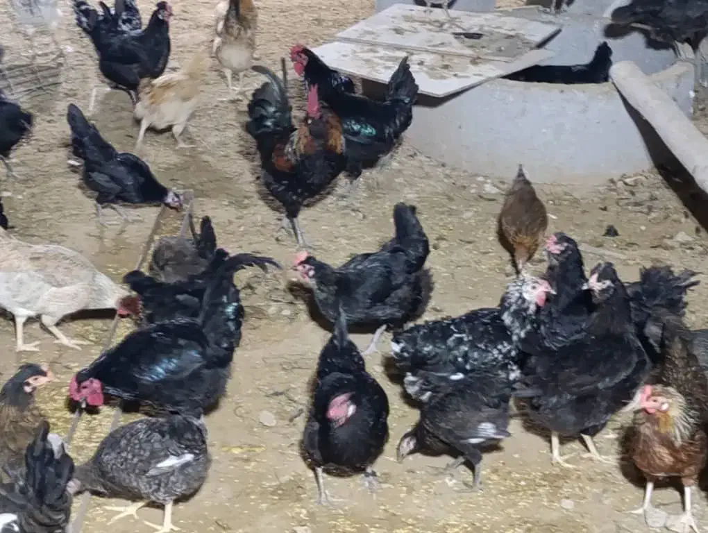 مرغ و خروس|حیوانات مزرعه|آبپخش, |دیوار