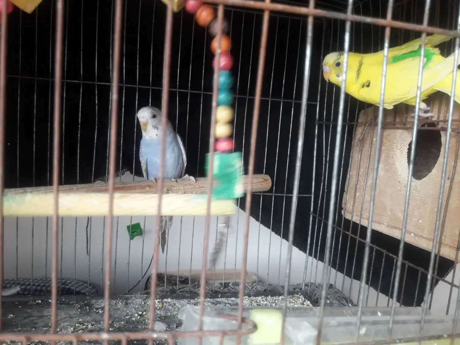 جفت مرغ عشق مولد بالغ|پرنده|لاهیجان, بازکیاگوراب|دیوار