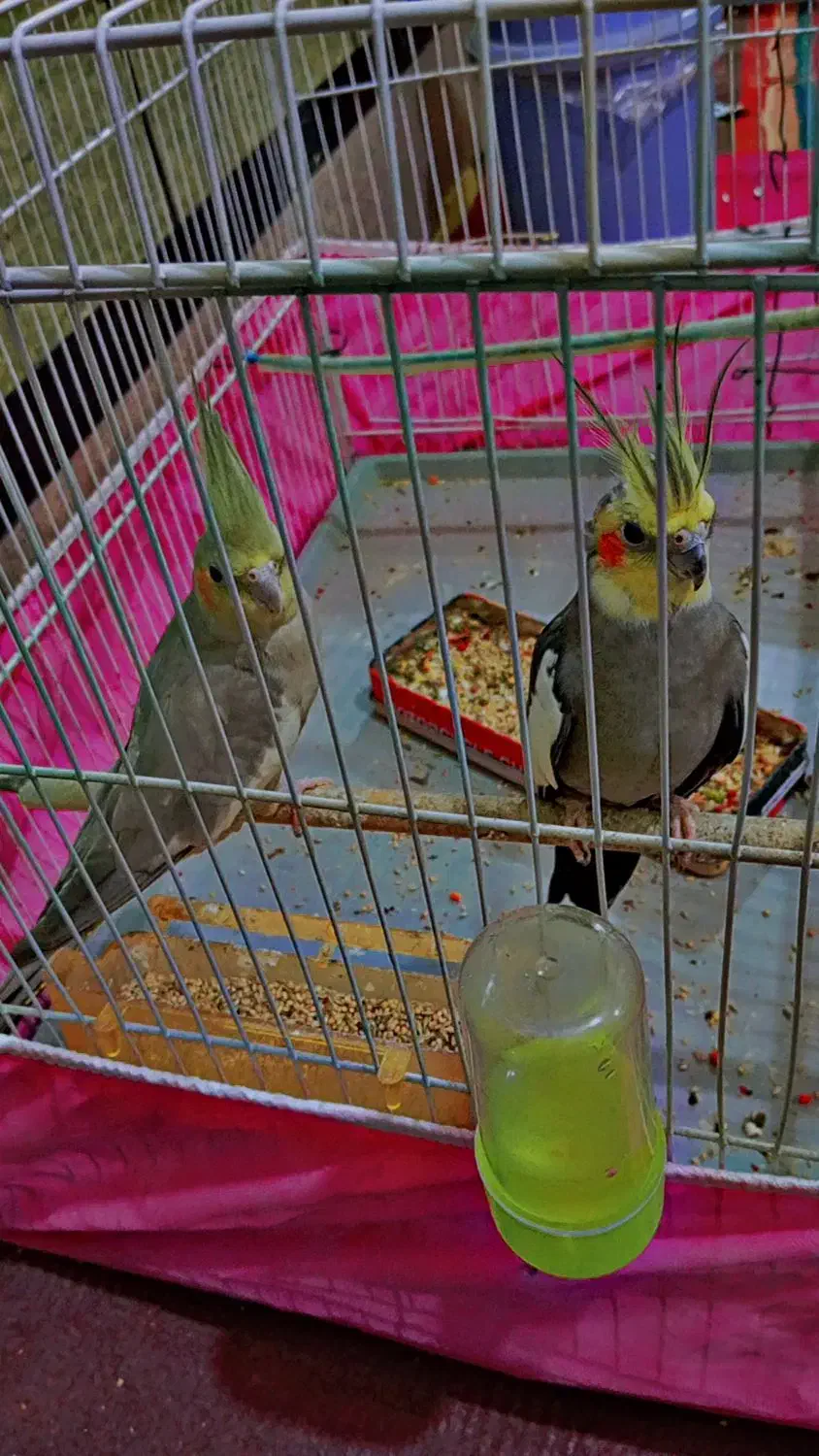 جفت عروس هلندی|پرنده|زهک, |دیوار