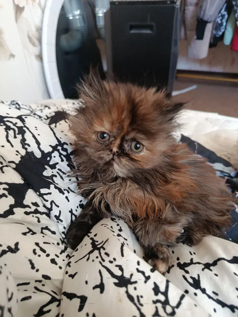 واگذاری گربه پرشین چین چیلا|گربه|اصفهان, سعادت‌آباد|دیوار