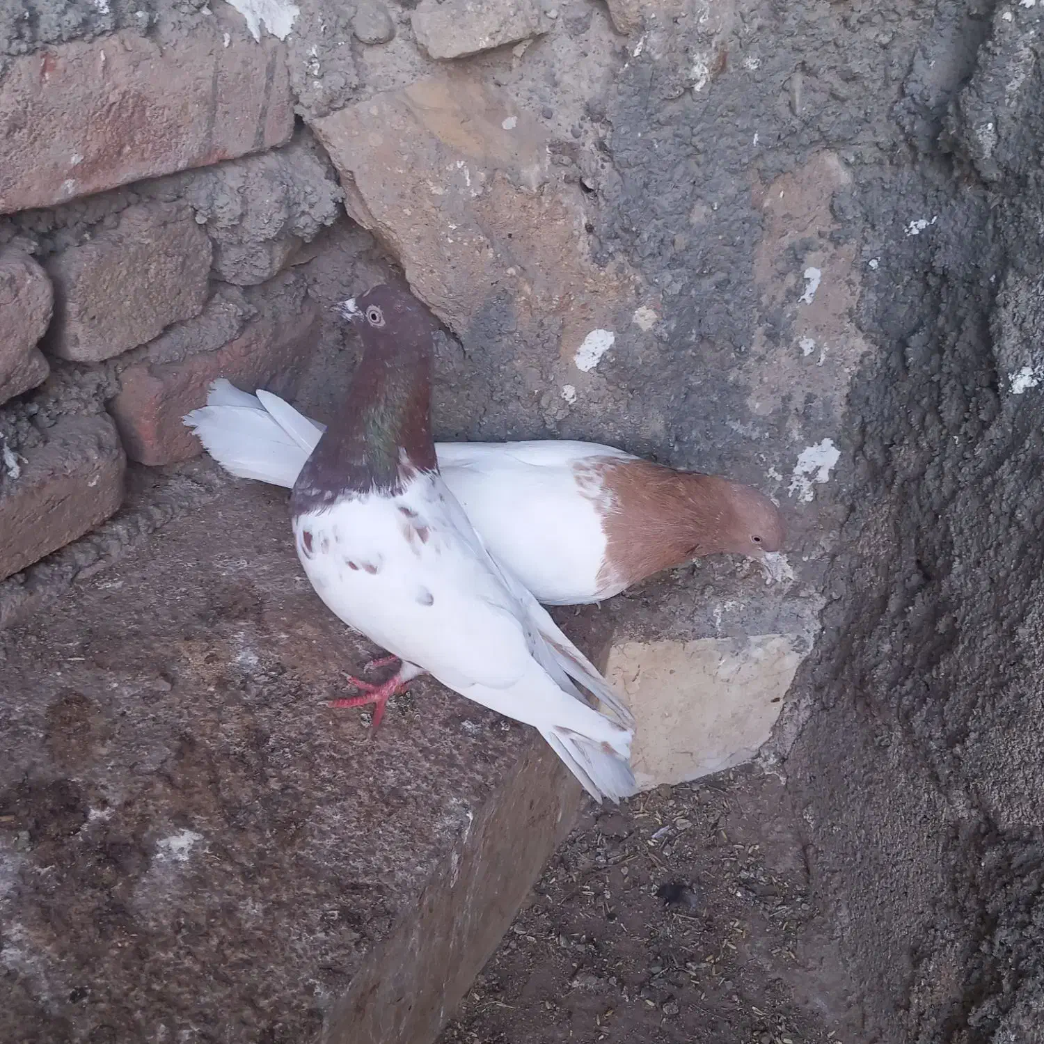 رنگی|پرنده|میانه, |دیوار