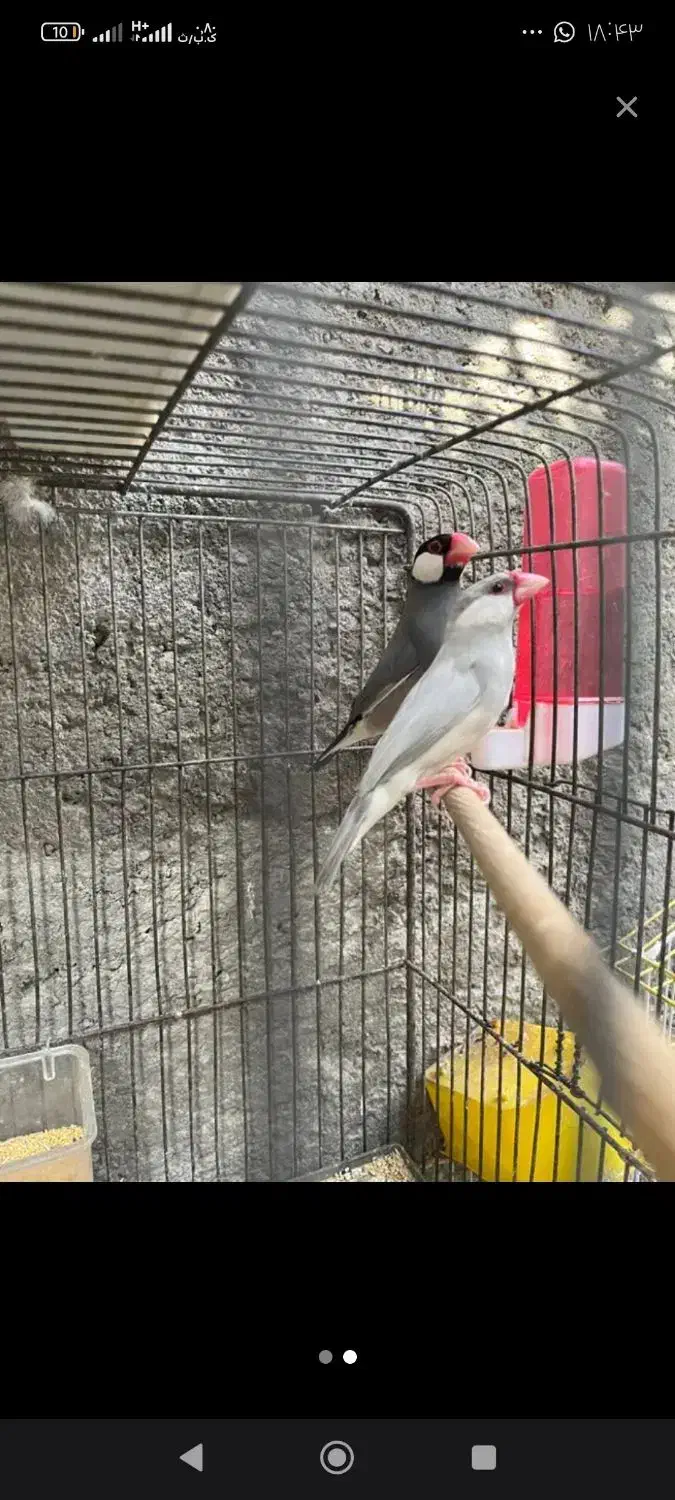 فنچ نرگس|پرنده|ایرانشهر, |دیوار