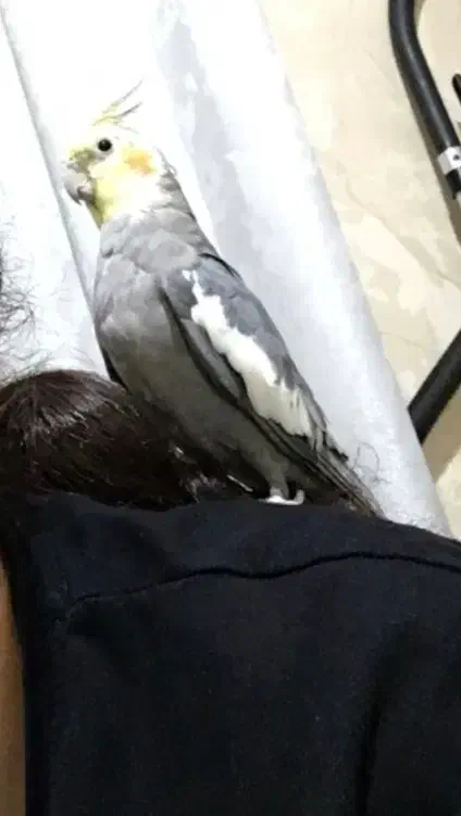 عروس هلندی مولد سخنگو|پرنده|تهران, مسعودیه|دیوار