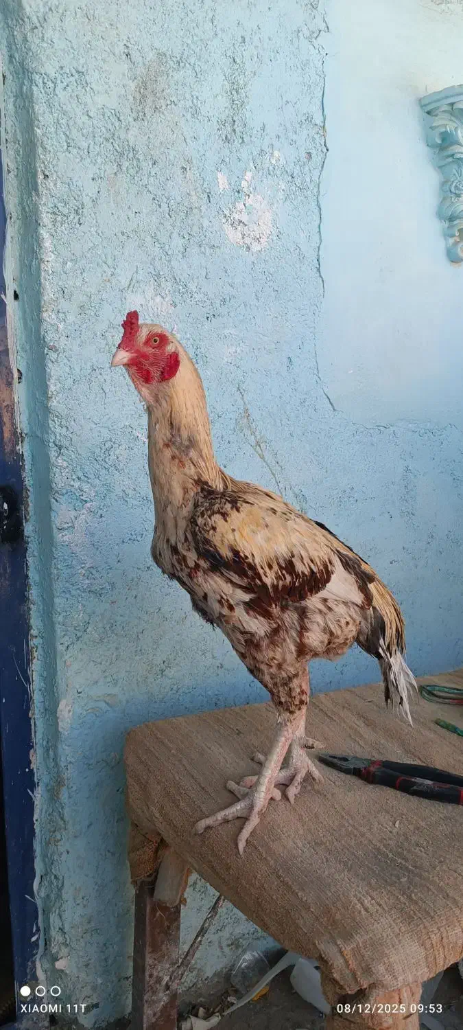 خروس باکستانی|حیوانات مزرعه|ایرانشهر, |دیوار