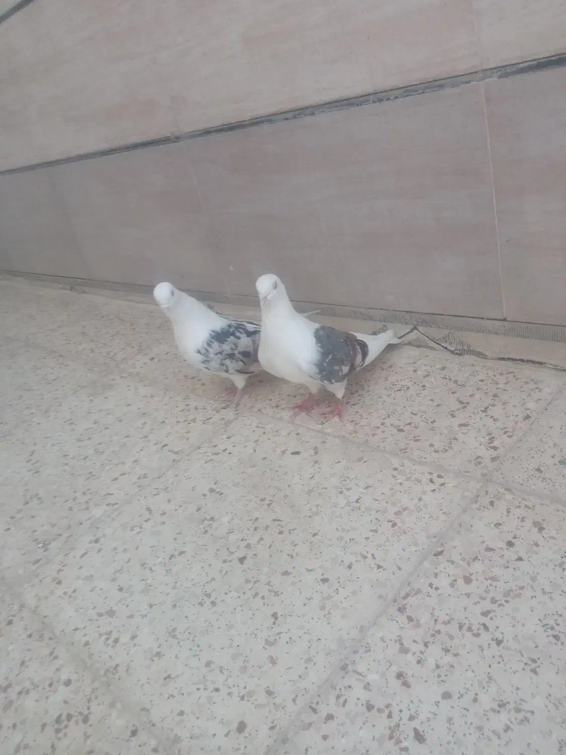 بیکال|پرنده|خرمآباد, |دیوار