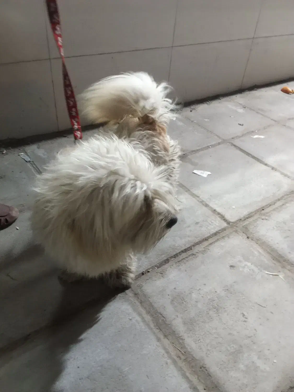 واگذاری|سگ|یزد, |دیوار