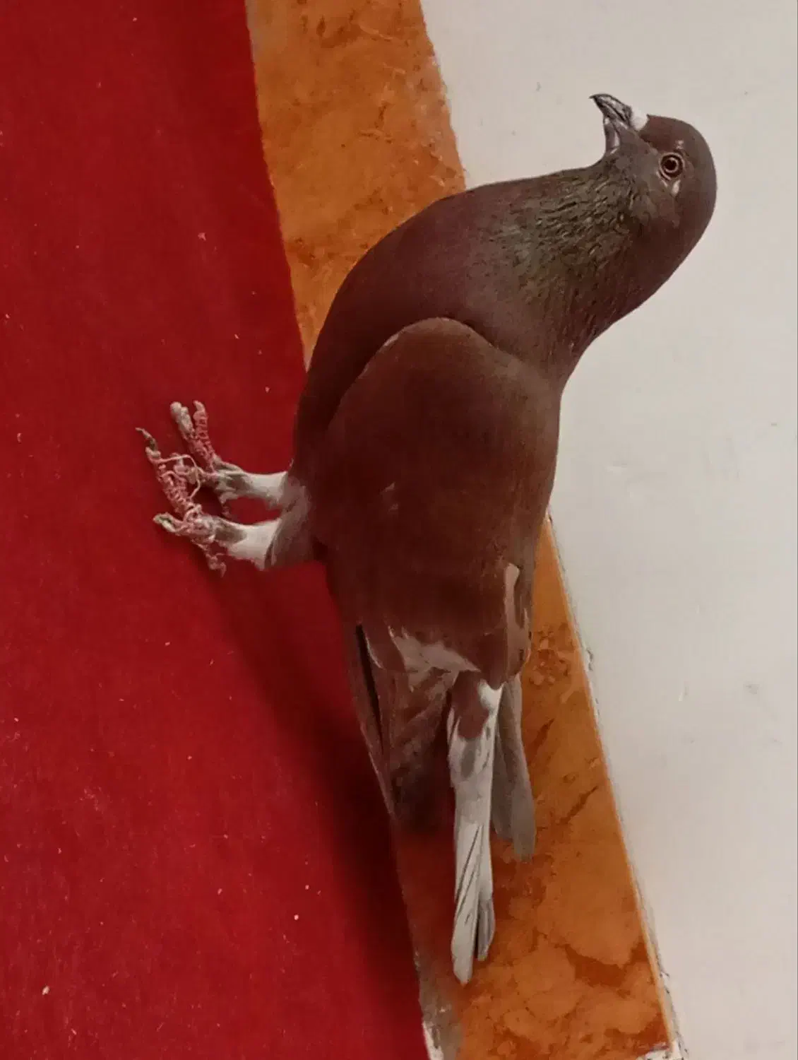 گلی دمسفید و زاغ ریشی ودمسیاه|پرنده|زرند, |دیوار