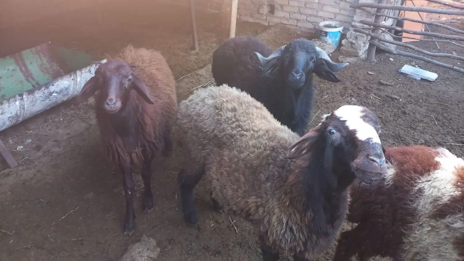 بره نر چاق پرواری|حیوانات مزرعه|خان ببین, |دیوار