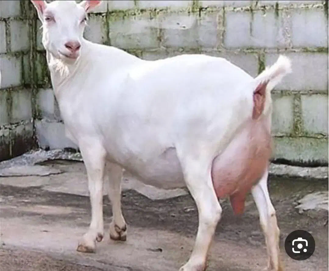 بزخارجی|حیوانات مزرعه|پاوه, |دیوار