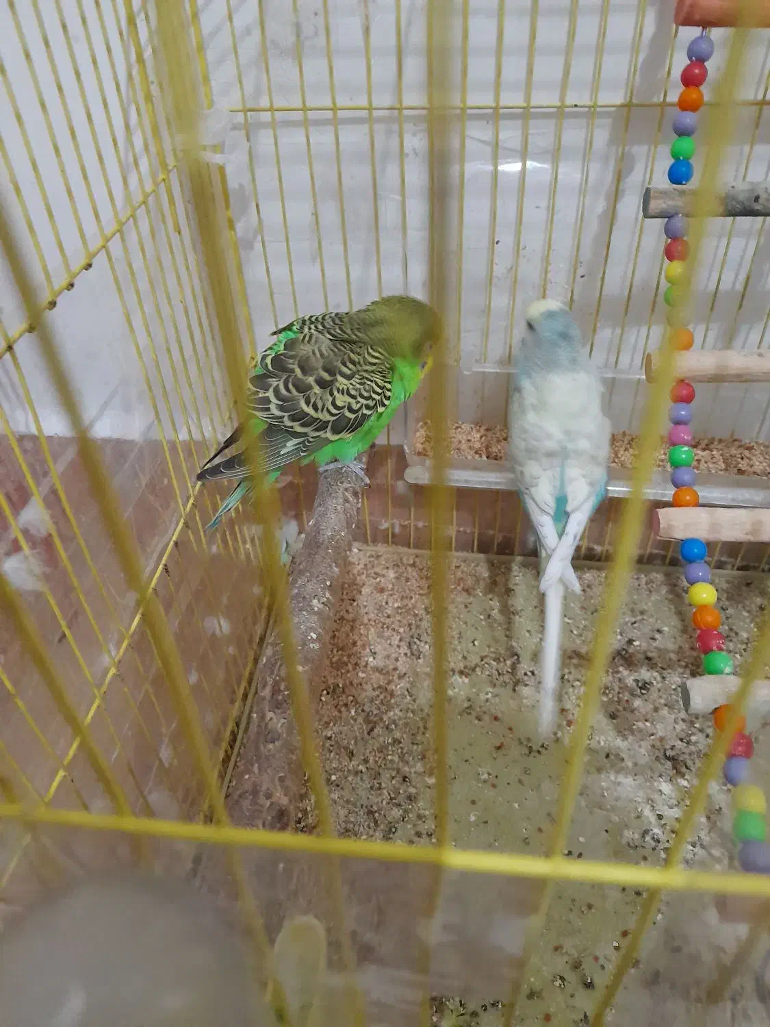 مرغ عشق|پرنده|اسکو, |دیوار