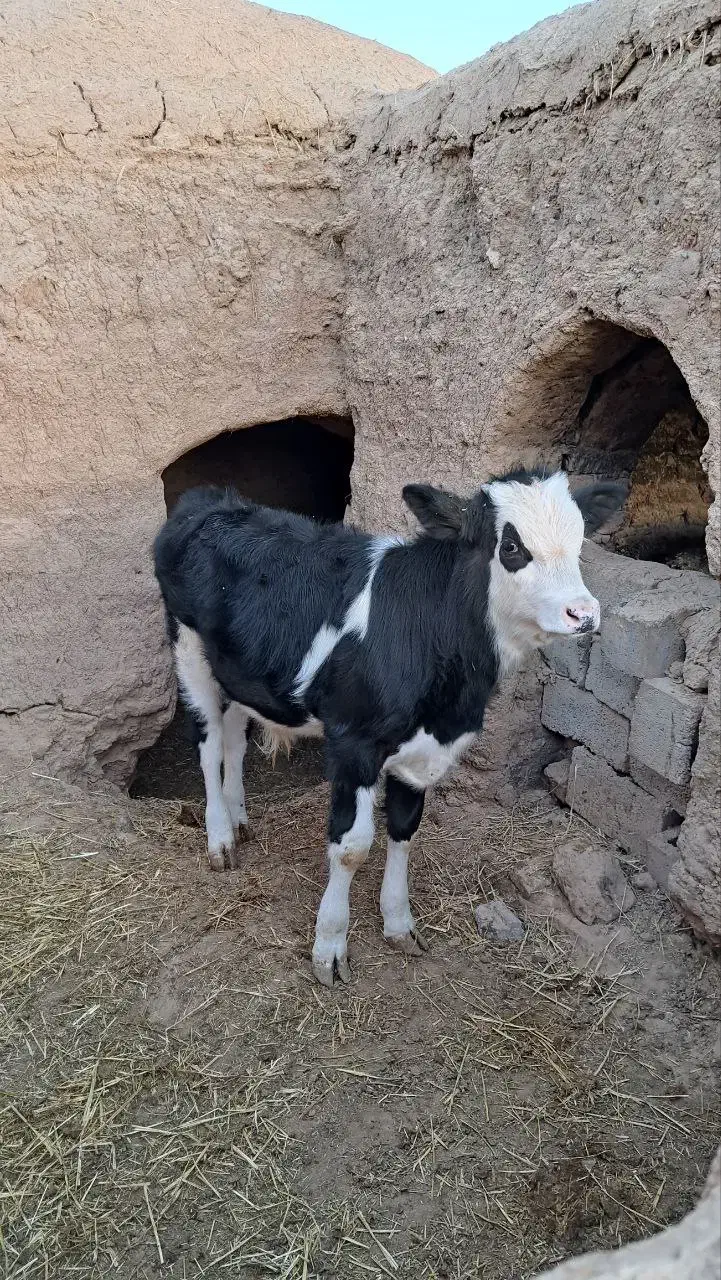 گوساله|حیوانات مزرعه|سده (خراسان جنوبی), |دیوار