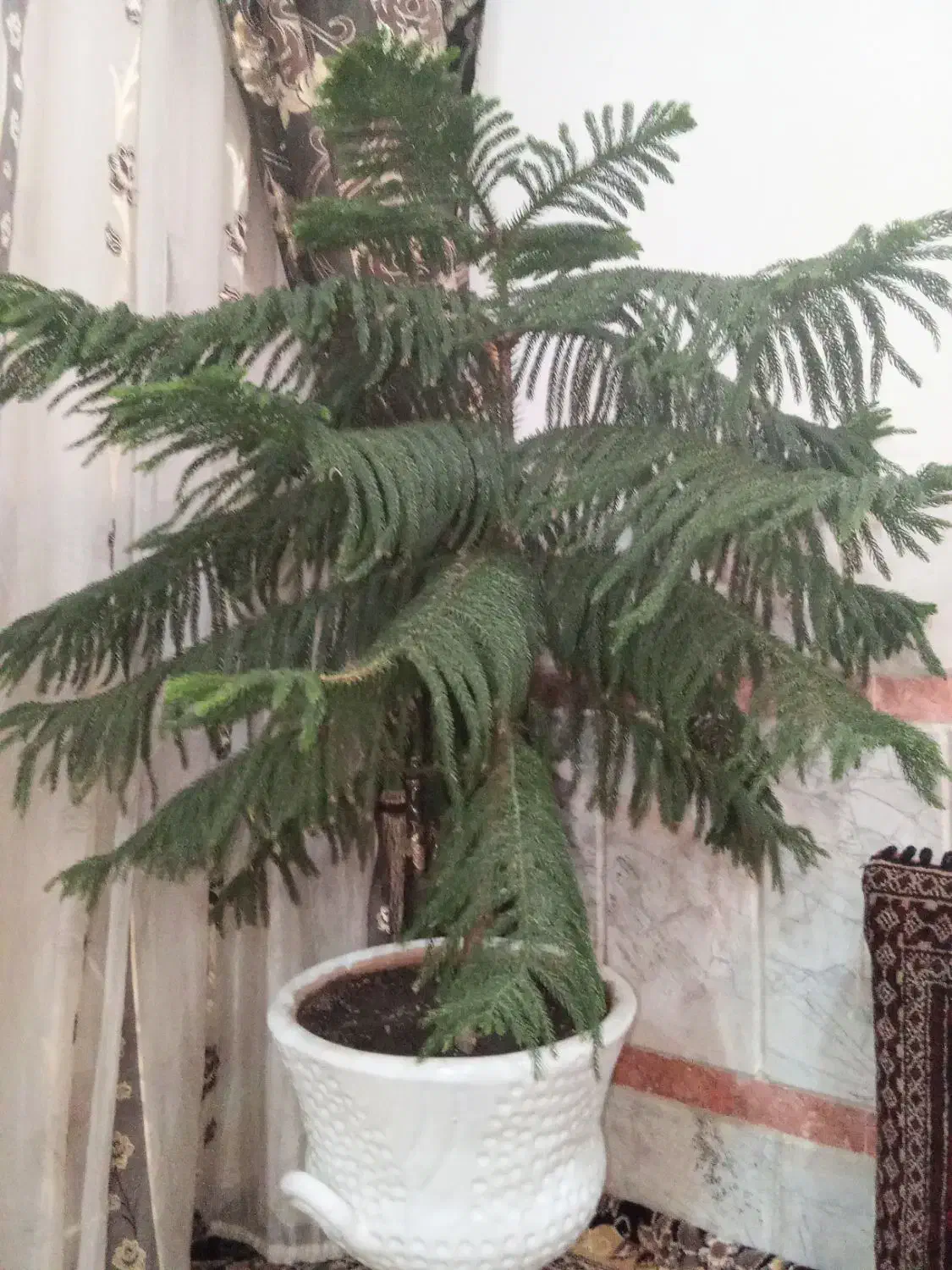 گل کاج|گل و گیاه طبیعی|تربت‌حیدریه, باغ ملی|دیوار