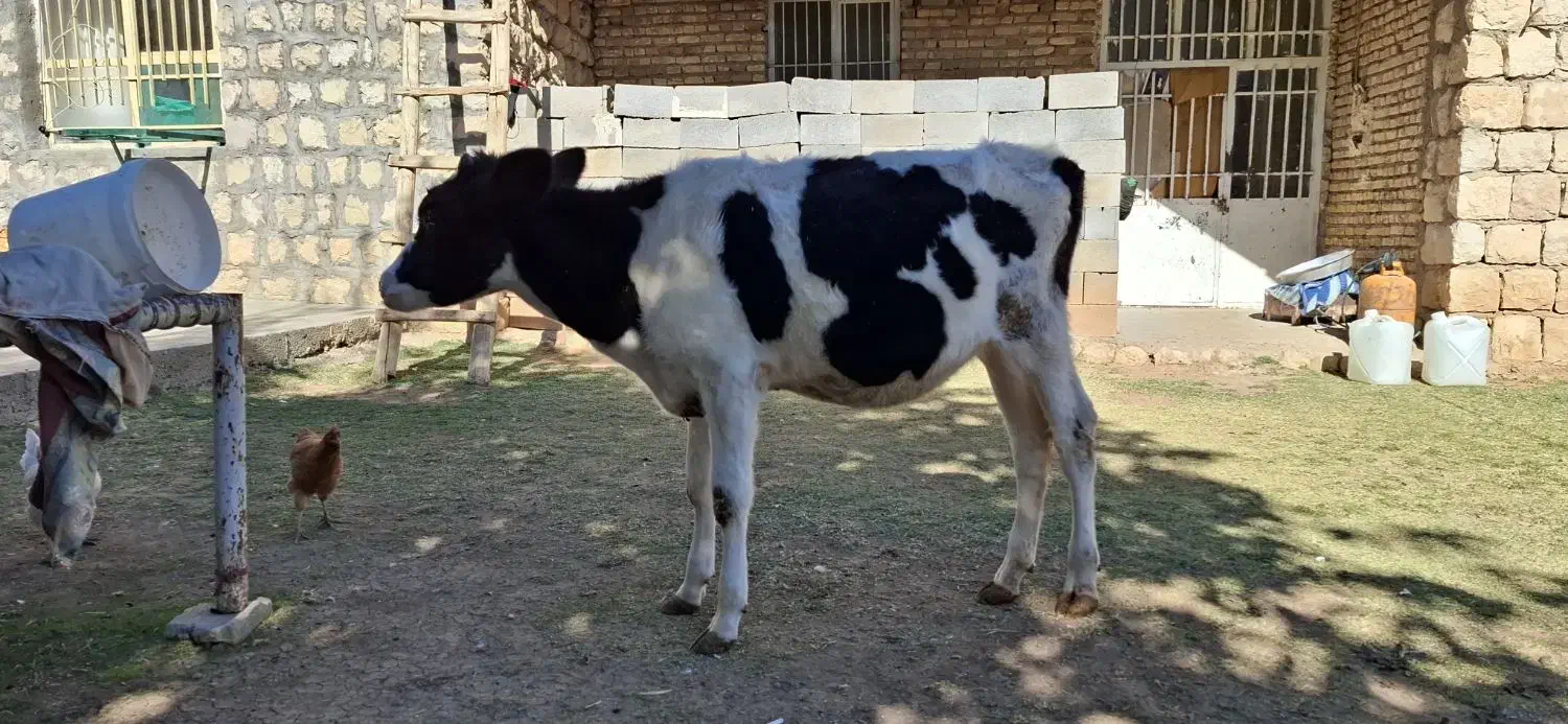 گاو و گوساله|حیوانات مزرعه|بازفت, |دیوار