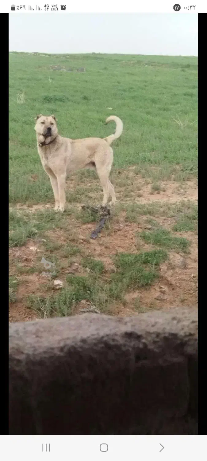 واگذاری سگ سرابی|سگ|کرفتو, |دیوار