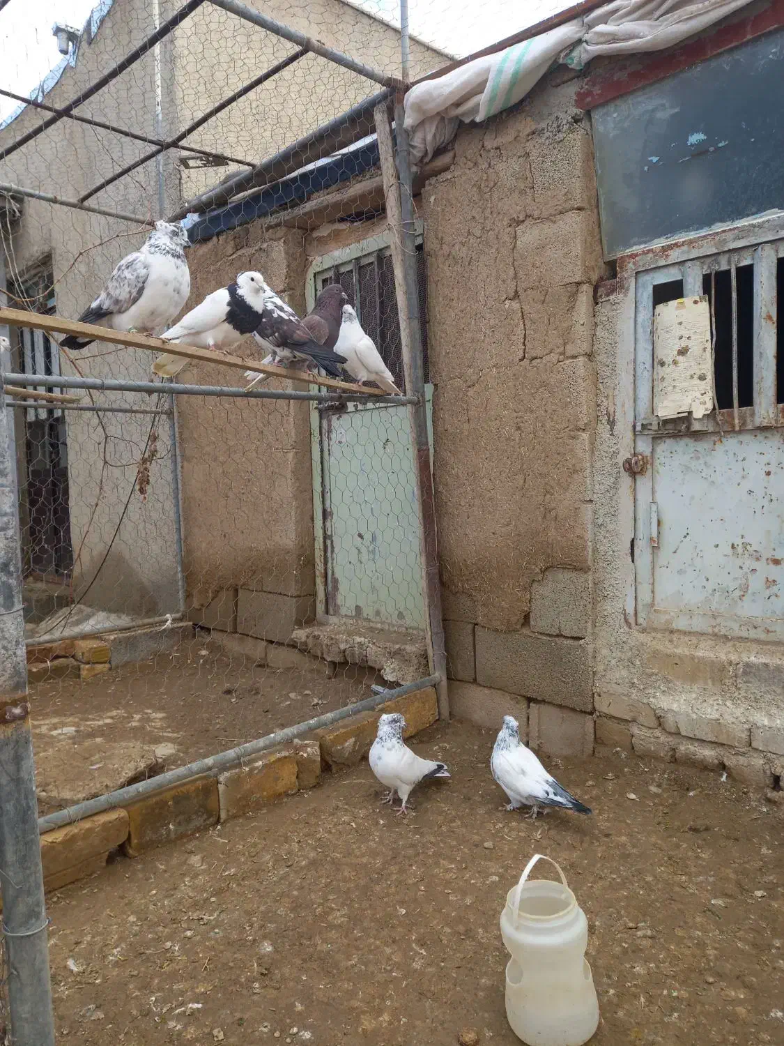 فروش تعدادی کبوتر|پرنده|رزن, |دیوار