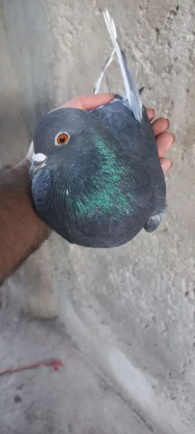 کبوتر سوسکی|پرنده|آذرشهر, |دیوار