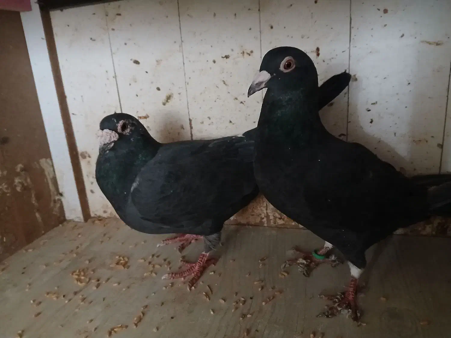 کفتر|پرنده|ماهدشت, |دیوار