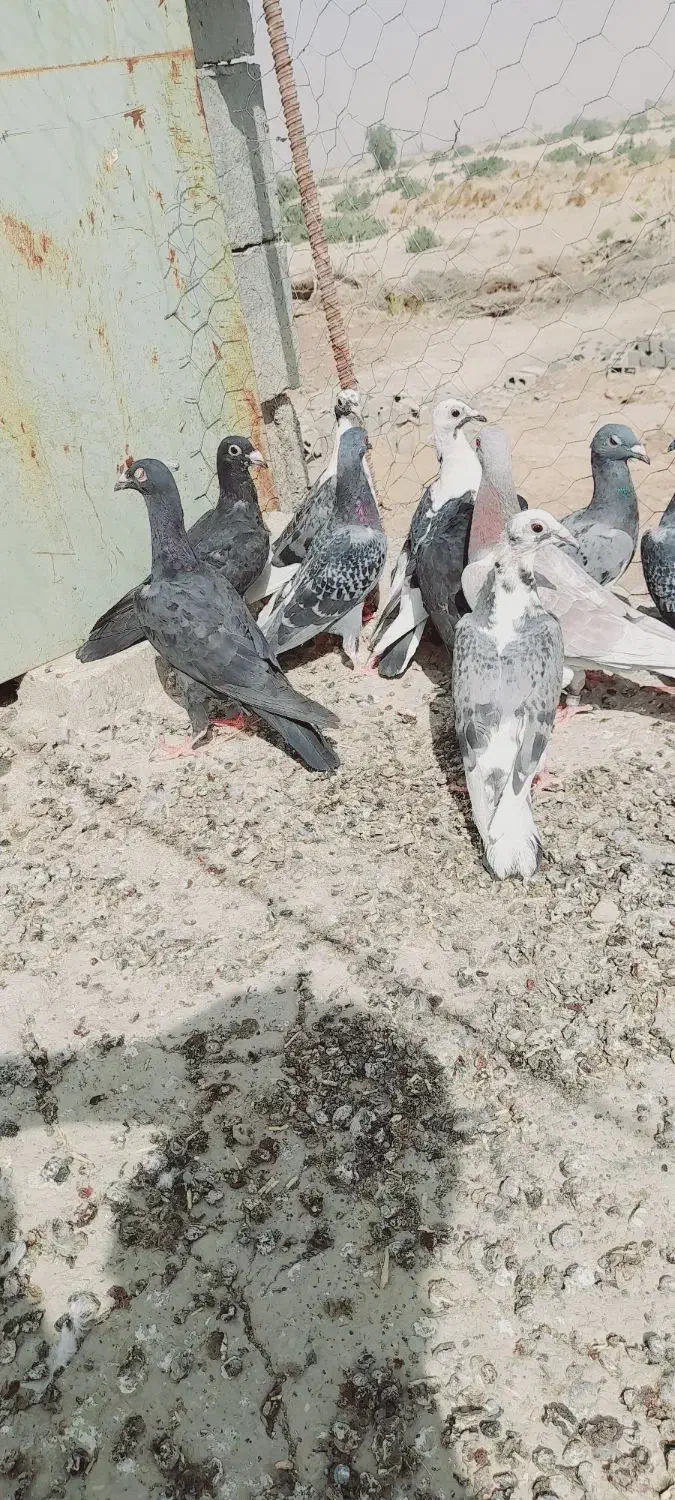 جوانه‌کفتر|پرنده|تیمور آباد, |دیوار